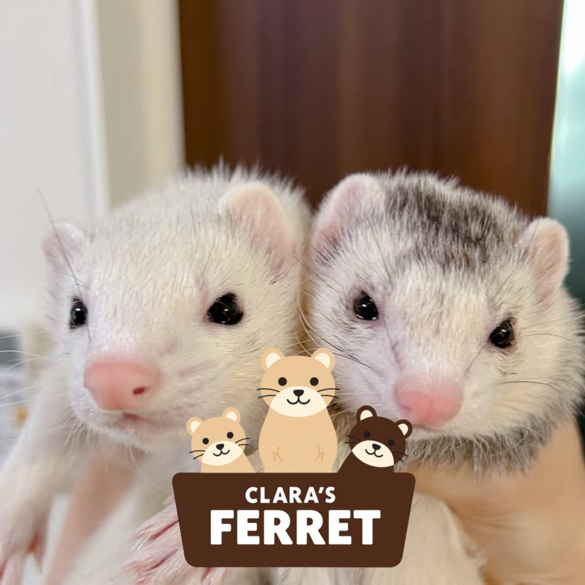 ferret