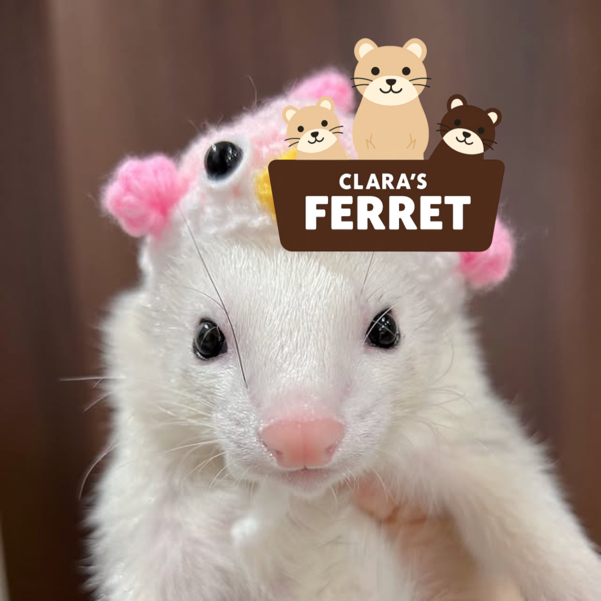 ferret